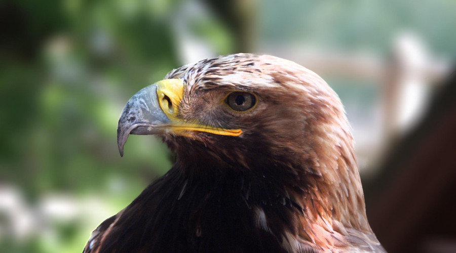 Torrijos tira de águila Harris para controlar su población de palomas