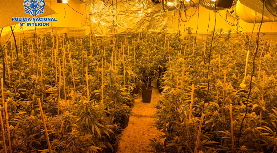 Desmantela una plantación de marihuana en Olías del Rey 